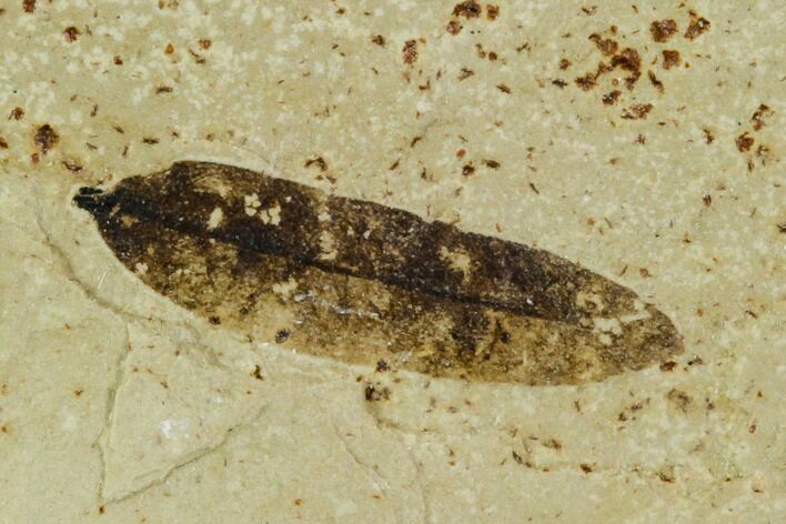 Fossil Mimosites Leaf - Green River Formation #109617